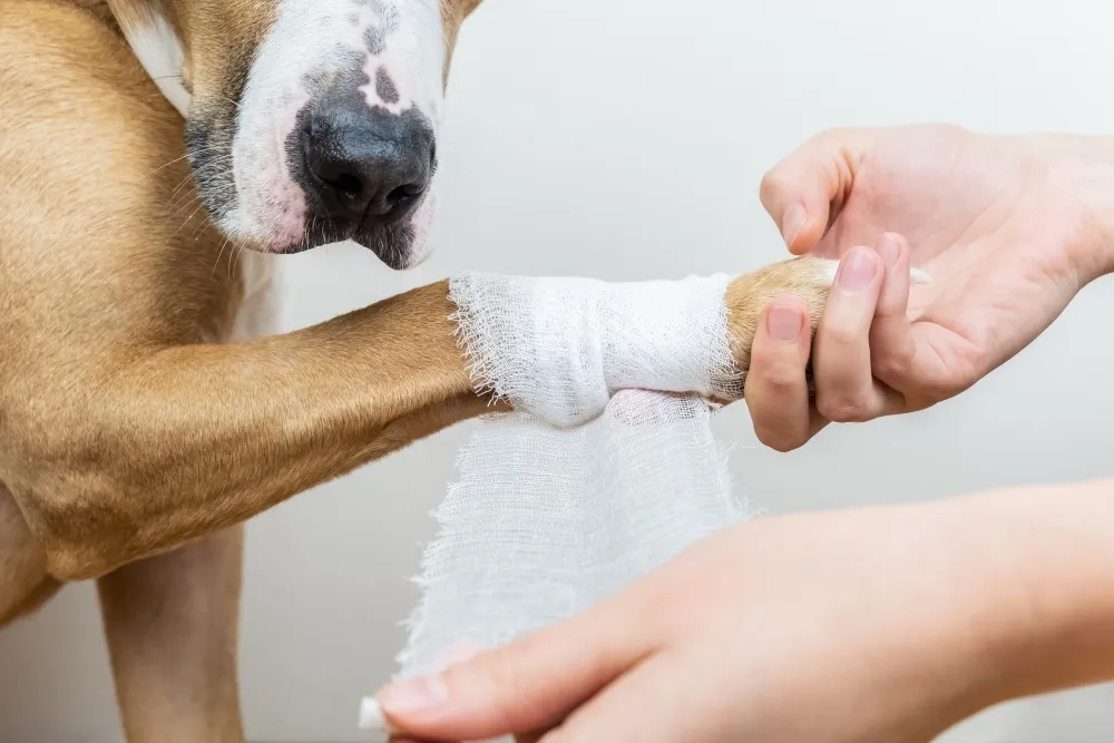 Neosporin for dogs